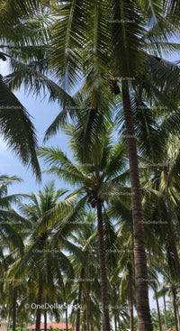 Tall Palm Trees Under Bright Blue Sky in Tropical Landscape