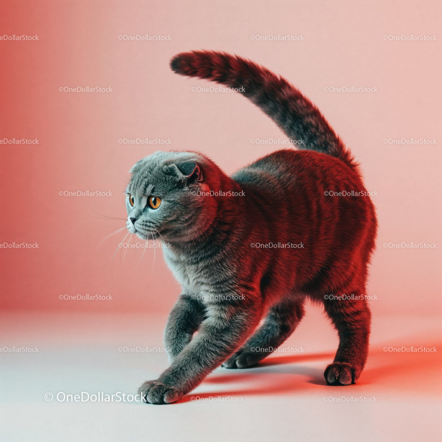 Playful Grey Tabby Cat in a Dynamic Pose with Striped Fur