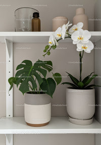 Modern Home Interior with White Orchid and Monstera Plant