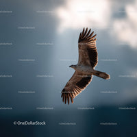 Majestic Bird Soaring in the Sky During Daylight
