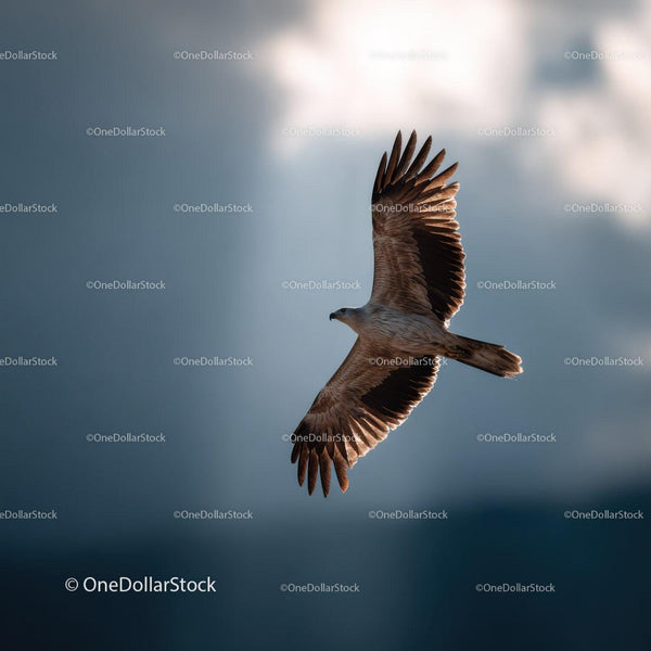 Majestic Bird Soaring in the Sky During Daylight