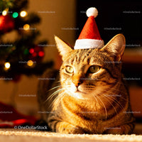 Tabby Cat Wearing Santa Hat Near Festive Lights