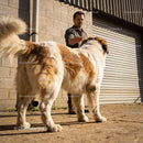 Man Offering Treat to Large Saint Bernard Dog Outdoors