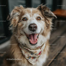 Collie with a Bright Smile Indoor Pet Portrait