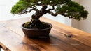 Elegant Bonsai Tree Displayed on Rustic Wooden Table