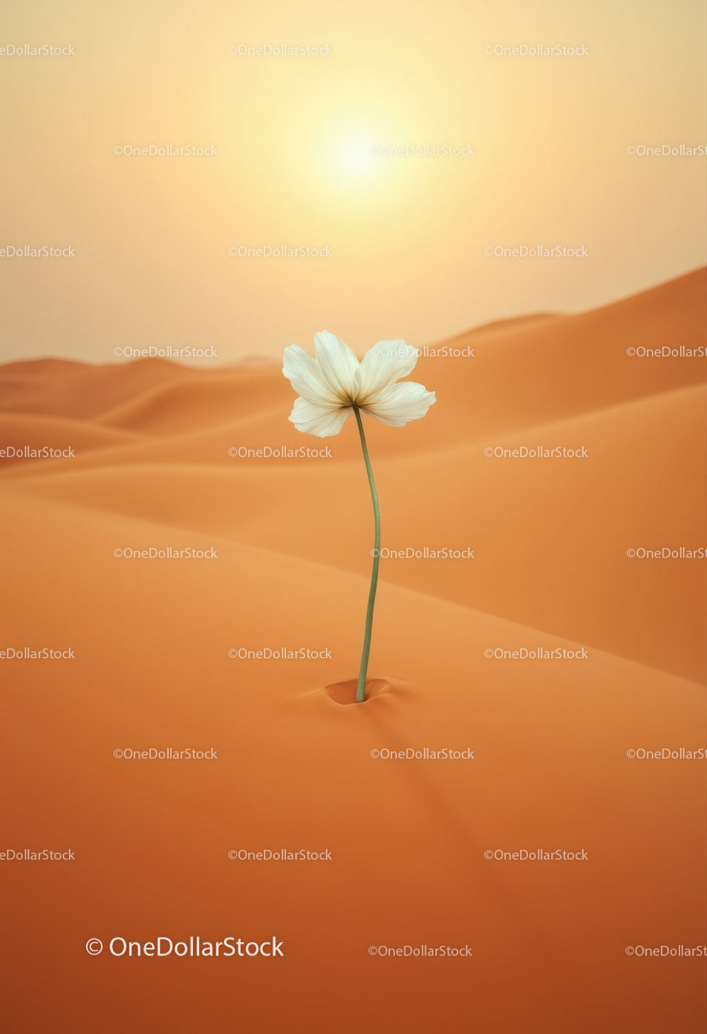 Delicate white flower growing in vast orange desert dunes