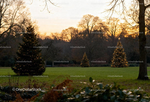 Lit Christmas Trees in Park at Soft Winter Sunset