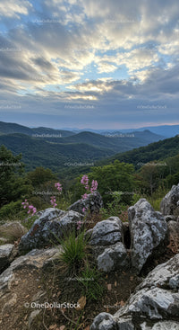 Wildflowers Blooming on Rocky Ridge Overlooking Forested Mountains