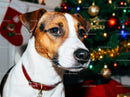 Alert dog with red collar near decorated Christmas tree