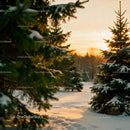 Snow-covered evergreen trees glowing in sunset light