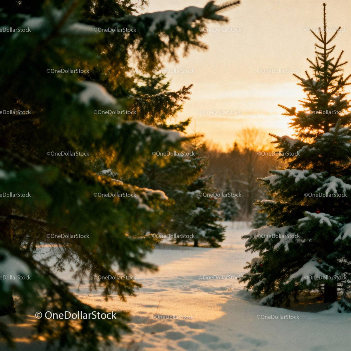Snow-covered evergreen trees glowing in sunset light