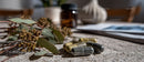 Herbal Medicine Capsules and Eucalyptus on Wooden Surface