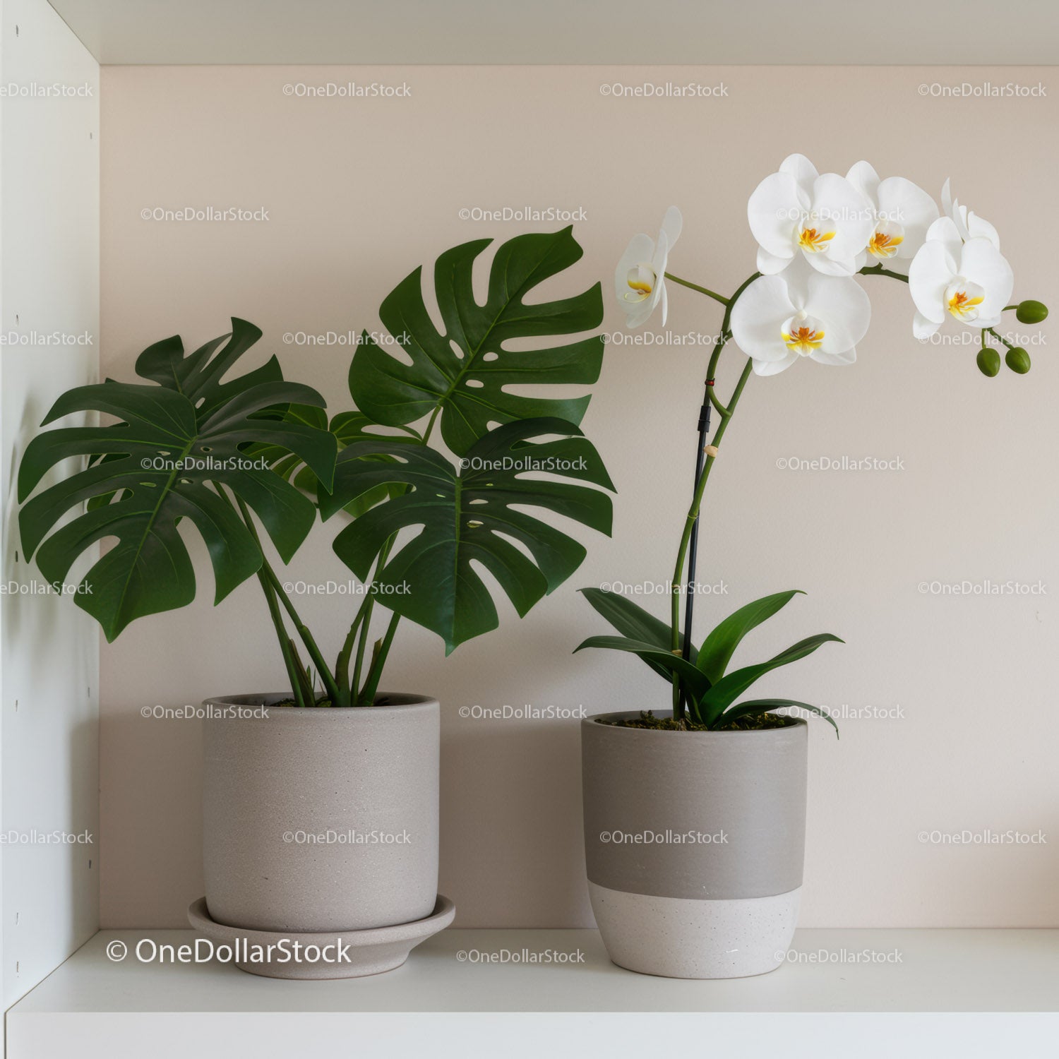 Elegant Indoor Monstera and Orchid Plants in Modern Planters