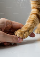 Gentle touch between human finger and cat paw close up