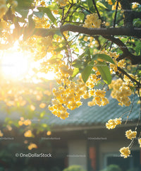 Yellow Blossom Tree in Bright Sunlight with Green Foliage