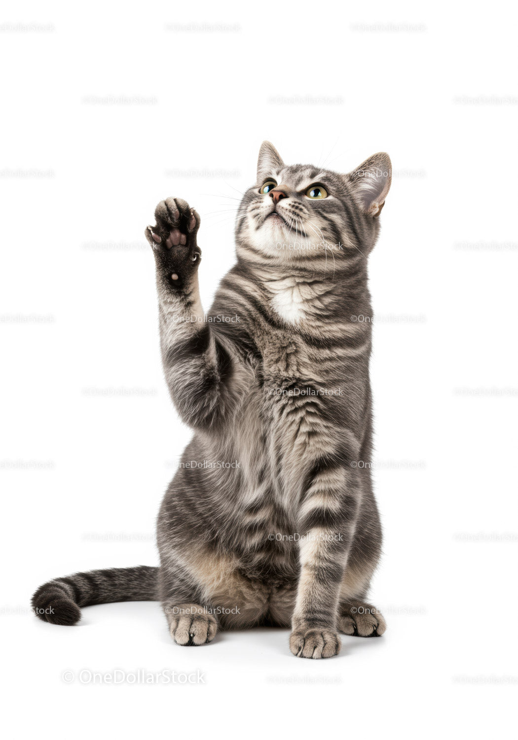 Curious Tabby Cat Raising Paw on White Background