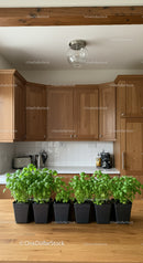 Kitchen with Wooden Cabinets and Fresh Basil Plants for Modern Home
