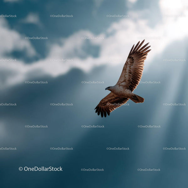 Majestic Eagle Soaring in Sky with Clouds in the Background