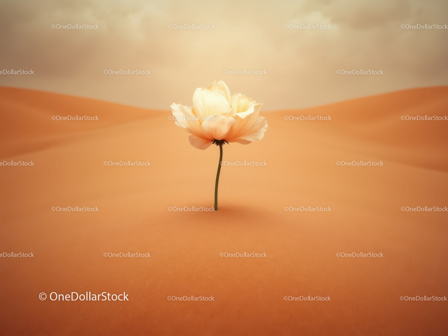 Delicate white flower blooming in vast desert sand