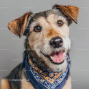 Cute Happy Yorkshire Terrier Dog Wearing Blue Bandana Portrait
