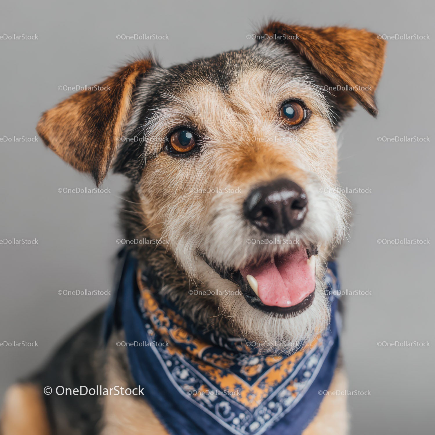 Uroczy, szczęśliwy pies rasy Yorkshire Terrier w niebieskiej bandanie