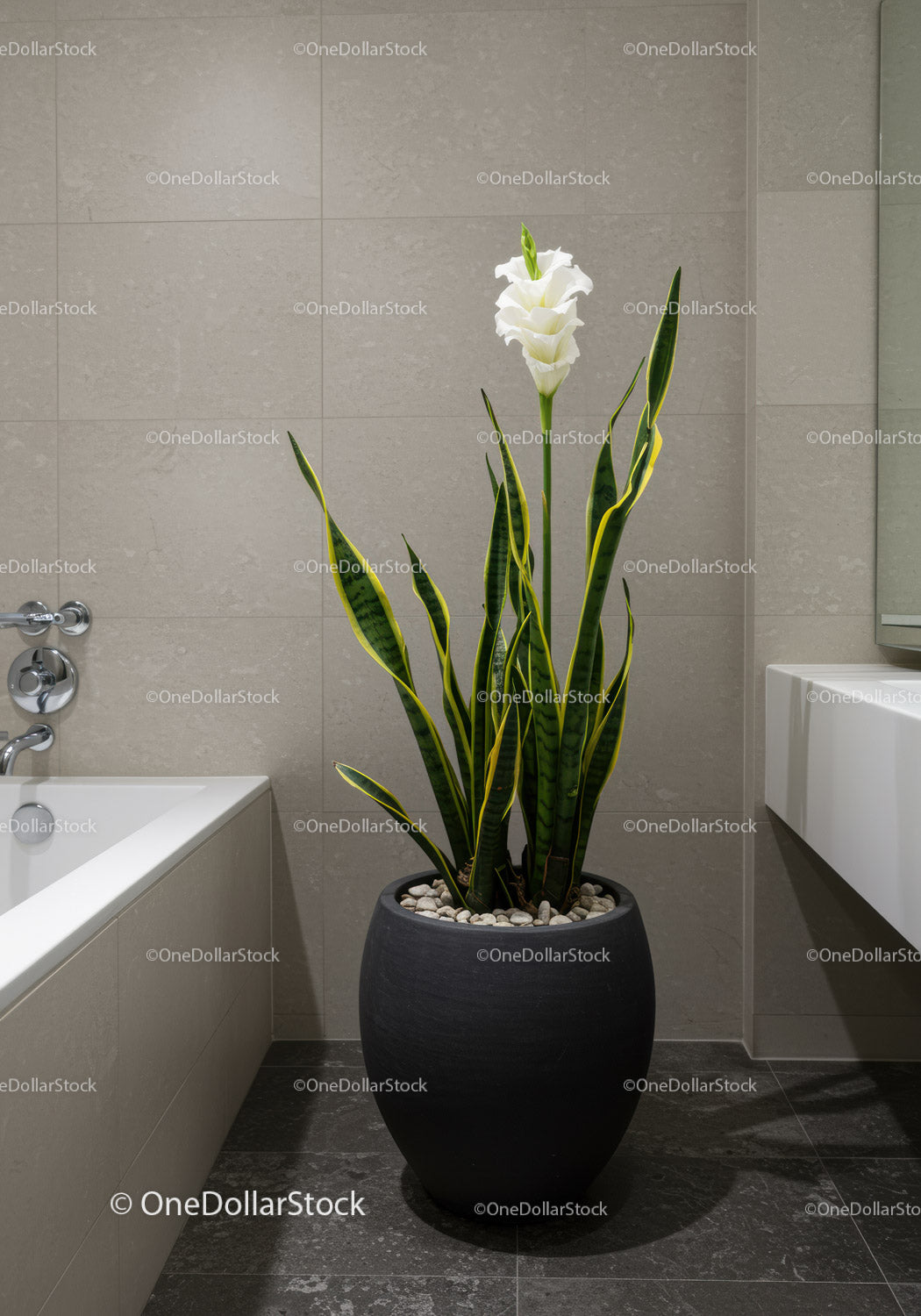 Large Snake Plant in Modern Bathroom Interior with Green Foliage