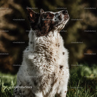 Australian Shepherd Dog Sitting Outdoors in Natural Landscape