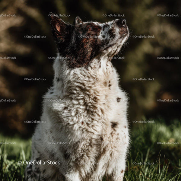 Australian Shepherd Dog Sitting Outdoors in Natural Landscape