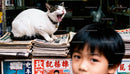 Yawning cat resting on newspapers in busy store