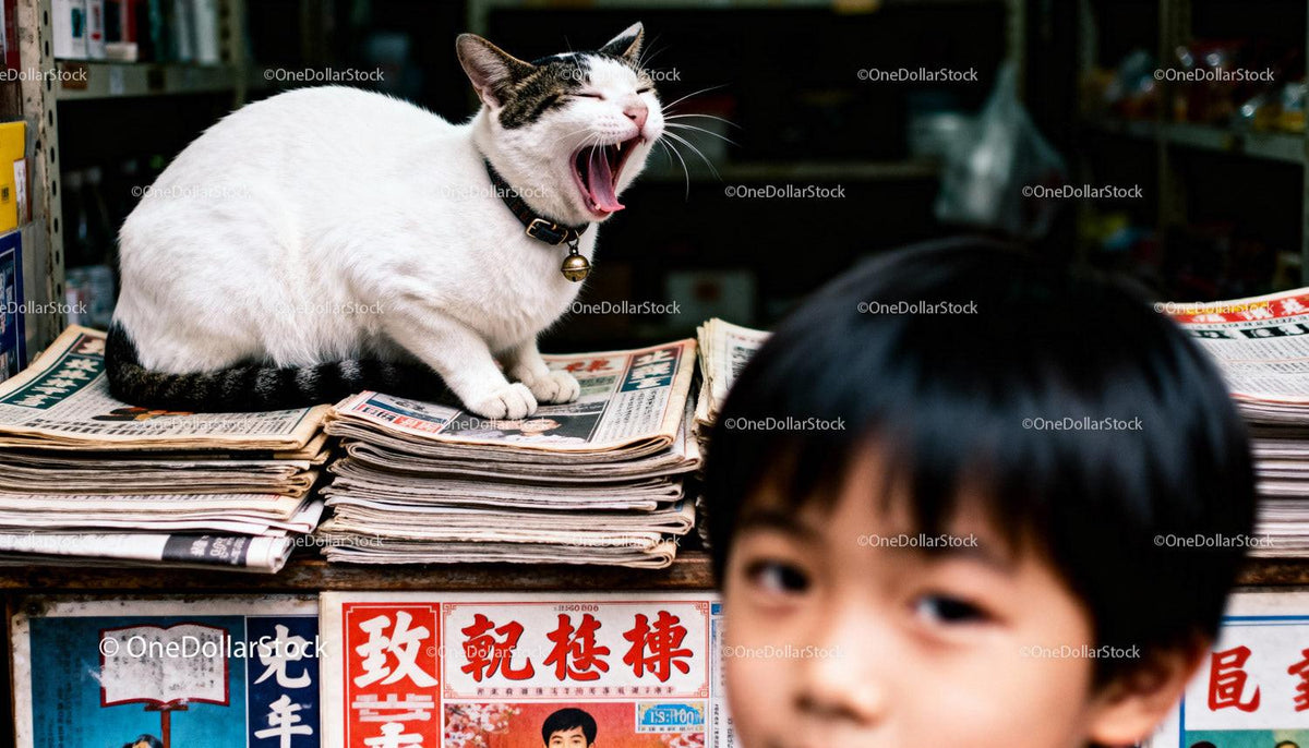 Yawning cat resting on newspapers in busy store