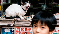 Yawning cat resting on newspapers in busy store