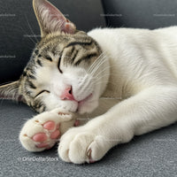 Sleeping tabby cat resting peacefully on soft surface