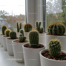 Variety of Cacti and Succulents in White Pots Near Sunlit Window