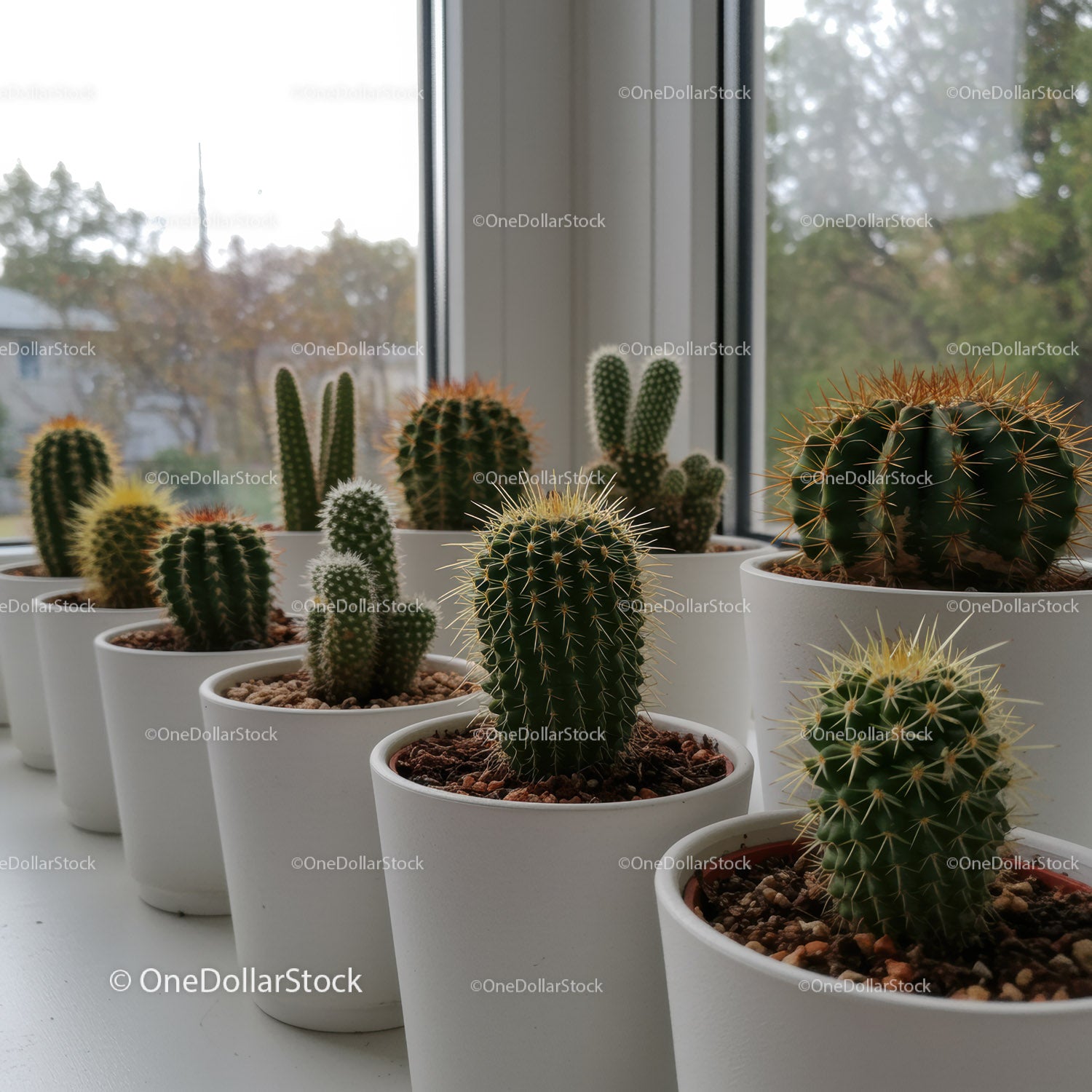 Variety of Cacti and Succulents in White Pots Near Sunlit Window