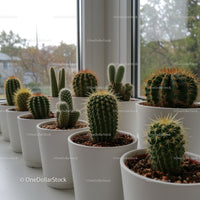 Variety of Cacti and Succulents in White Pots Near Sunlit Window