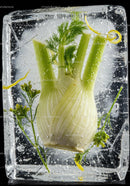 Fresh fennel and herbs frozen in clear ice cube