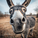 Close-up of a Donkey Face in a Rural Farm Setting