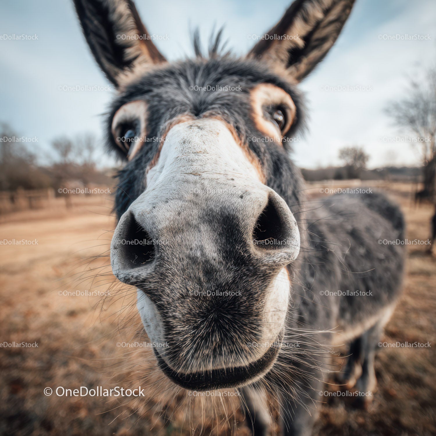 Close-up of a Donkey Face in a Rural Farm Setting