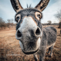 Close-up of a Donkey Face in a Rural Farm Setting
