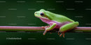 Colorful Green Tree Frog Perched on a Branch in Natural Habitat