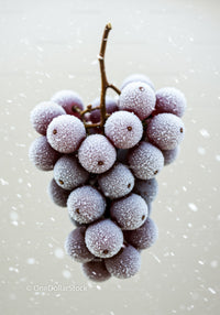 Frozen grapes covered with delicate frost crystals
