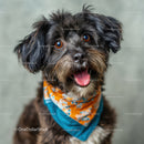 Cute Black and Brown Border Collie Mix Dog with Fluffy Fur