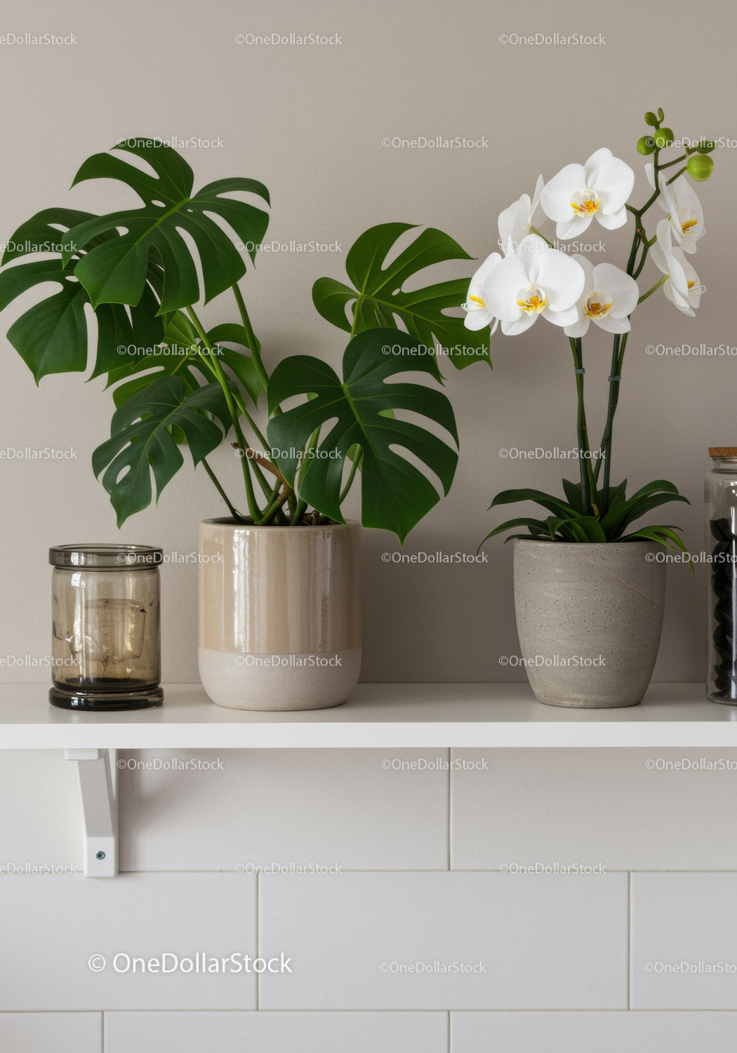 Contemporary Indoor Monstera and Orchid Home Decor for a Stylish Living Space