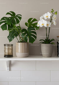 Contemporary Indoor Monstera and Orchid Home Decor for a Stylish Living Space