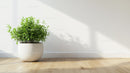 Green Houseplant in White Pot Adorning Modern Interior