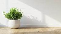 Green Houseplant in White Pot Adorning Modern Interior