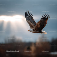 Majestic Bald Eagle in Flight with Open Wings over Nature Scene