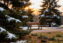 Snow-dusted pine branches near empty park bench at sunset
