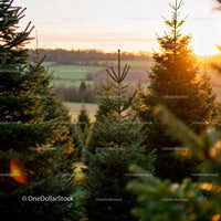 Sunset Light on Green Christmas Tree Farm Landscape