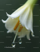 Close-up of White Lily with Water Droplets in Natural Garden Setting
